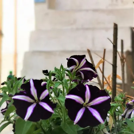 Dimora San Vito * Polignano a Mare